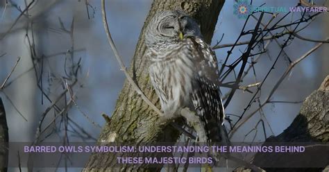 Unveiling the Connection Between Owls and Wisdom