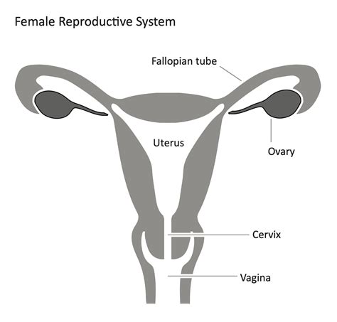 Unveiling the Connection between Dreams and the Feminine Reproductive Anatomy