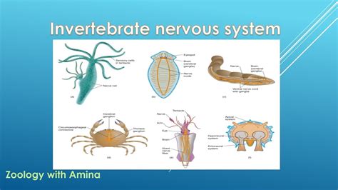 Unveiling the Cryptic Connotations of an Invertebrate Arising From the Ocular Region