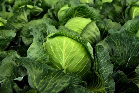 Unveiling the Cryptic Significance of Cabbage Foliage