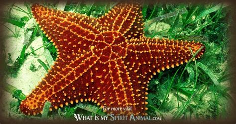 Unveiling the Cryptic Significance of Starfish Fantasies