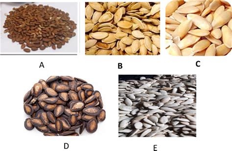 Unveiling the Cryptic Significances of Consuming Cucurbitaceae Seeds: Decoding the Veiled Connotations