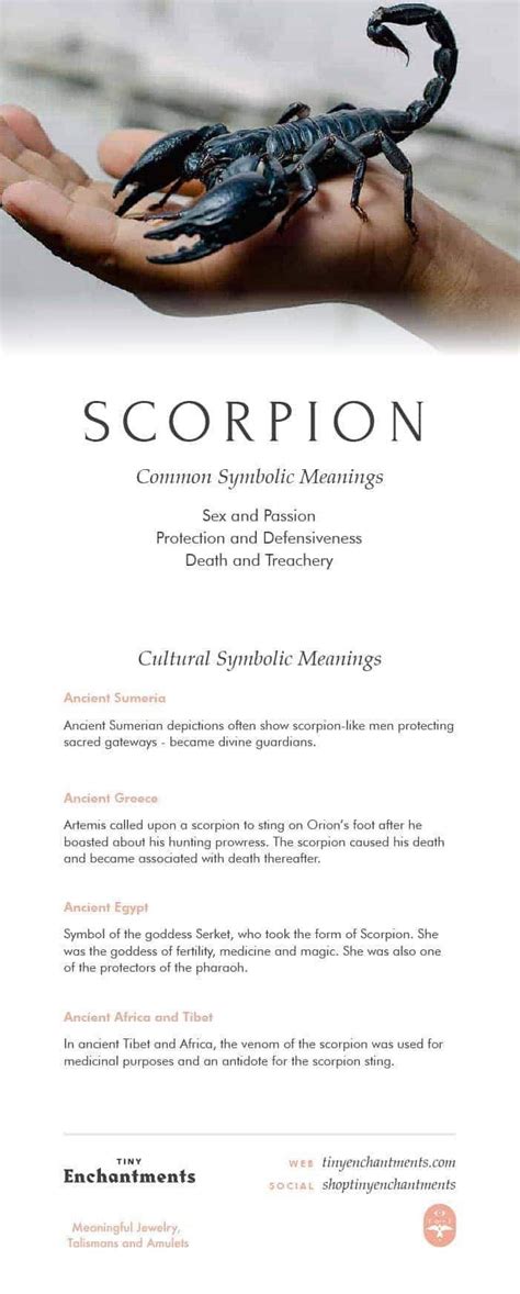 Unveiling the Deeper Meaning Behind the Elegant Blush Scorpion