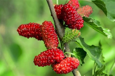 Unveiling the Distinctive Characteristics and Advantages of Mulberry Fruit