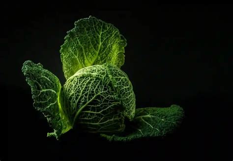 Unveiling the Emotional Significance of Dreaming of Cabbage