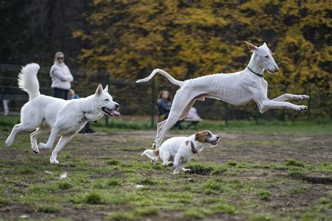 Unveiling the Enchanting Origins and Diverse Breeds of Aquatically Skilled Canine Companions