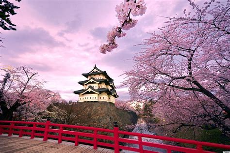 Unveiling the Enchantments of the Blossoming Cherry Trees in Japan