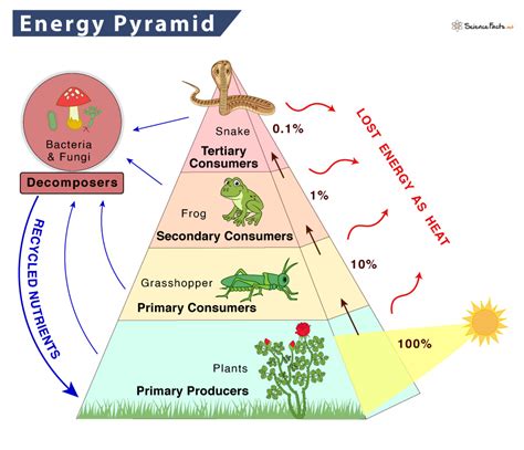 Unveiling the Energy and Healing Potential of Pyramids