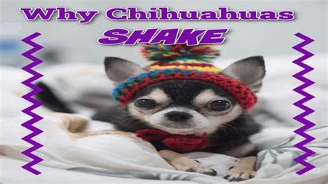 Unveiling the Enigma: Chihuahuas' Mysterious Slumber Insights