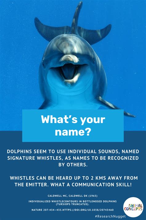 Unveiling the Enigma: Delve into the Deeper Understanding of Dolphin Cognition