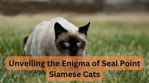 Unveiling the Enigma: The Presence of Ebony Felines in Our Dreams