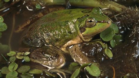 Unveiling the Enigma: The Science Behind Gigantic Tadpole Fantasies