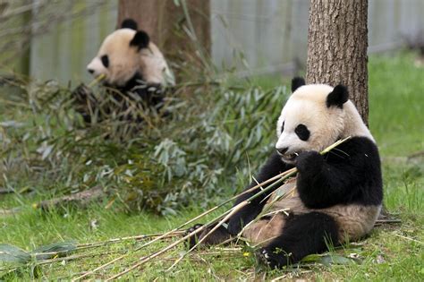 Unveiling the Enigma Behind the Fuming Giant Panda