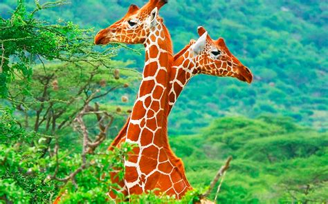 Unveiling the Enigma of Giraffe's Remarkably Long Neck