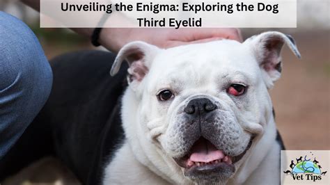 Unveiling the Enigmas of a Pale Canine Attack