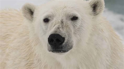 Unveiling the Enigmas of the Polar Regions Through an Exhilarating Encounter with a Massive Frost Bear