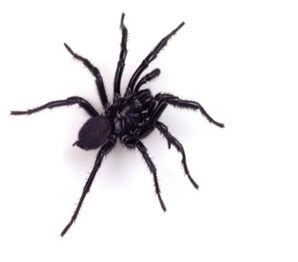 Unveiling the Enigmas of the Terrifying Funnel Web Spider