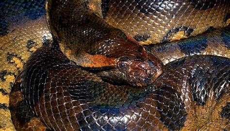 Unveiling the Enigmatic Behavior of the Blue Anaconda