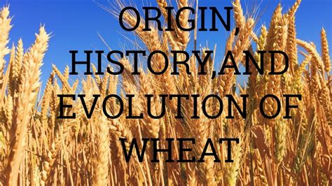 Unveiling the Enigmatic Origins of Wheat Grain