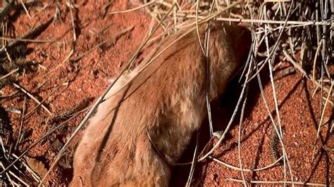 Unveiling the Enigmatic World of the Elusive Marsupial