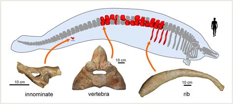 Unveiling the Environments of Colossal Rodents