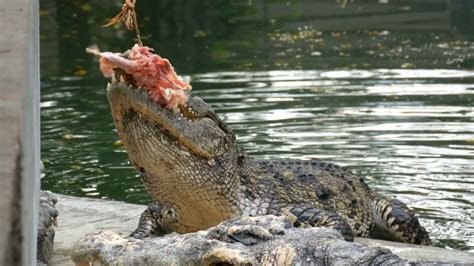 Unveiling the Fascinating History of Consuming Crocodile Flesh