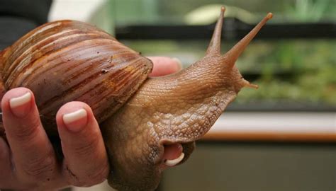 Unveiling the Fascination: What Makes Snail Collecting Unique?