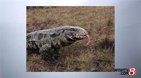 Unveiling the Future: Forecasts and Investigations into the Destiny of Massive Lizards