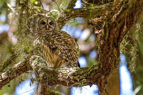 Unveiling the Habitat: Where to Locate the Majestic Barred Owls in Their Natural Environment