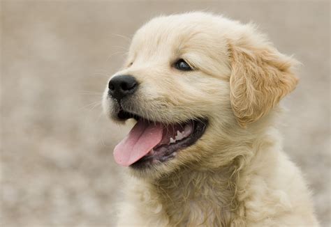 Unveiling the Heartwarming Scenes of Puppies Savoring Their Food