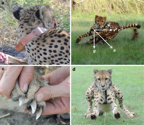 Unveiling the Hidden Enigmas of Cheetahs: Unearthing their Social Dynamics, Mastery of Hunting, and Extraordinary Adaptability