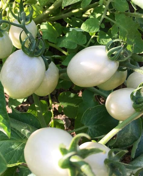 Unveiling the Hidden Gem: White Tomato Varieties