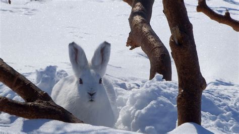 Unveiling the Hidden Meanings behind a Vision of a Tiny Snow-White Hare