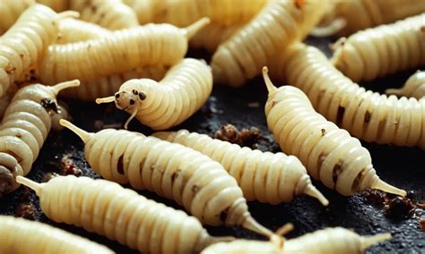 Unveiling the Hidden Meanings of Maggots Crawling on the Skin