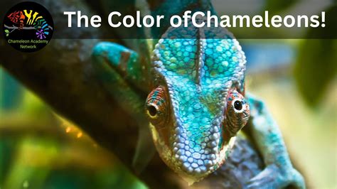 Unveiling the Hidden Power: Exploring the Influence of Color Alteration on Chameleon Behavior