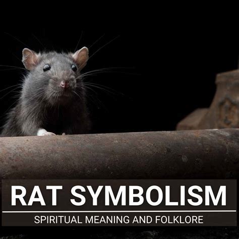 Unveiling the Hidden Significance: Delving into the Symbolic Exploration of Rat Dreams