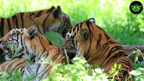 Unveiling the Hidden Significance of Tiger Reveries