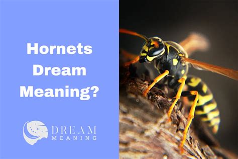 Unveiling the Hidden Significations Behind Dreams Featuring Hornet Aggressions