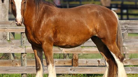 Unveiling the Historical Significance of Clydesdale Horses