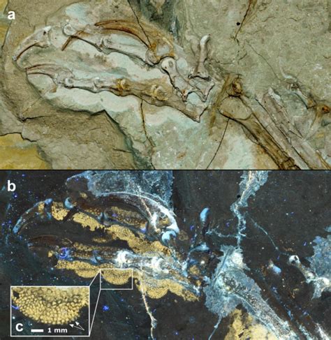 Unveiling the Impressive Valuation of Paleontological Discoveries