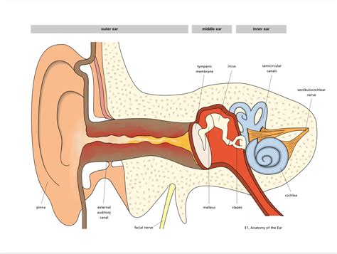 Unveiling the Indications: How to Recognize a Clogged Auditory Canal