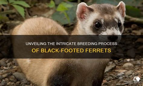 Unveiling the Intricate Fantasies of Ferret Enthusiasts