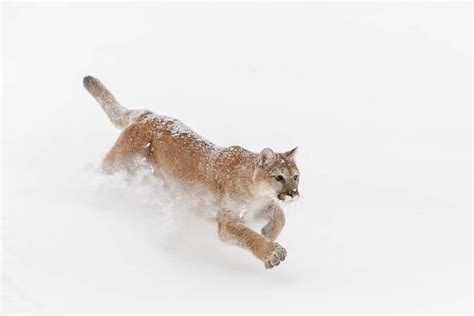 Unveiling the Intricate Symbolism behind Confronting a Mountain Lion