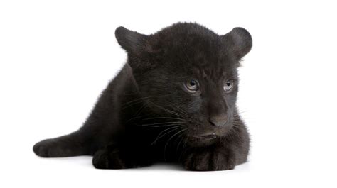 Unveiling the Journey: Exploring the Life Cycle of Panther Cubs