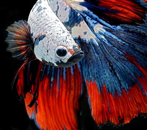 Unveiling the Legends and Folklore Surrounding Albino Siamese Fighting Fish