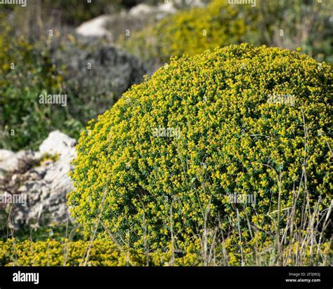 Unveiling the Life of Malta Bush