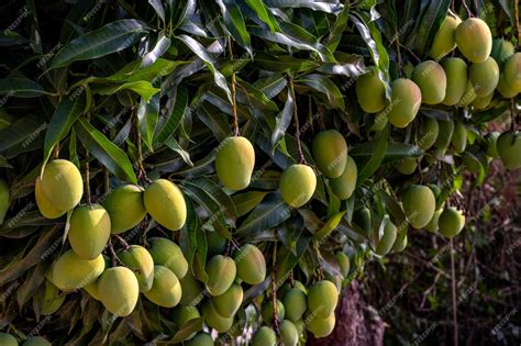 Unveiling the Luscious Wonders of Exquisite Unripe Mangos