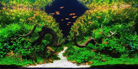 Unveiling the Magic: The Intersection of Science and Art in Aquascape Design