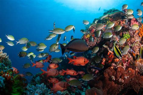 Unveiling the Magnificent Coral Reefs: Nature's Underwater Masterpieces