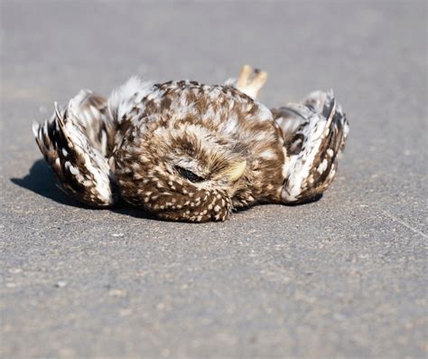 Unveiling the Meaning and Importance of Dreaming about a Departed Owl